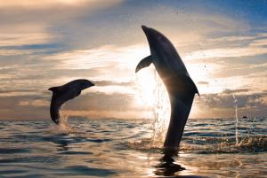Playful dolphins jumpin wallpaper thumb