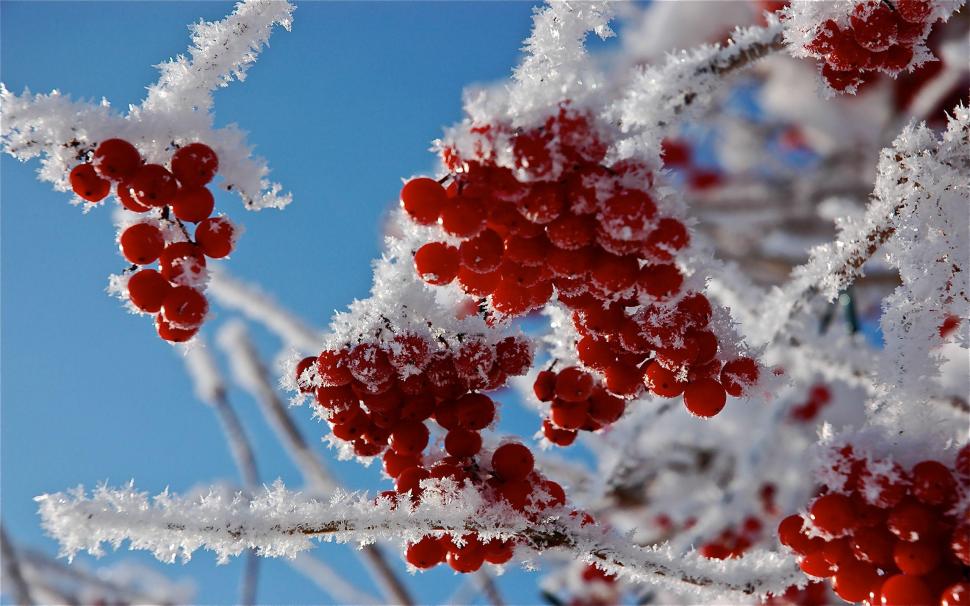 Frosty berries wallpaper,photography HD wallpaper,2560x1600 HD wallpaper,branch HD wallpaper,frost HD wallpaper,berry HD wallpaper,frui HD wallpaper,2560x1600 wallpaper