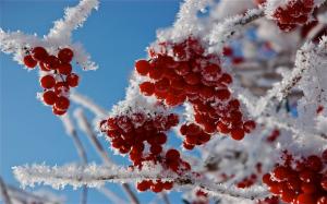 Frosty berries wallpaper thumb