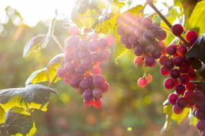 Red Grapes in Tree wallpaper thumb