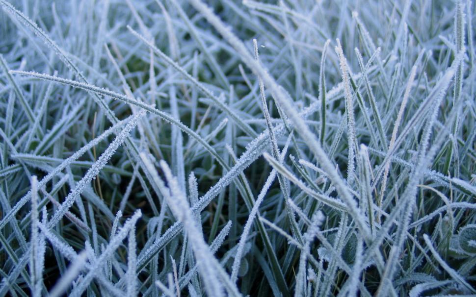 Ice Grass Winter White HD wallpaper,nature wallpaper,white wallpaper,winter wallpaper,grass wallpaper,ice wallpaper,1280x800 wallpaper