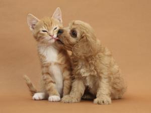 Kitten with puppy's friendship wallpaper thumb
