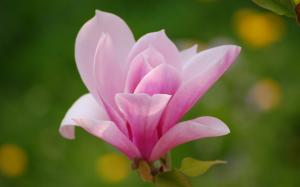 Magnolia flower, pink petals, macro photography wallpaper thumb