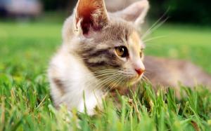 Cat in the grass, face wallpaper thumb