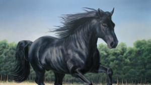 Black Horse wallpaper thumb