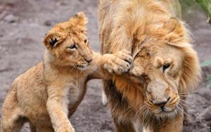 Lion cub playing with his father wallpaper thumb