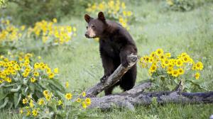 Brown bear, withered tree, yellow flowers wallpaper thumb