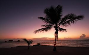 Tropical Palm Tree Tree Ocean Sunset Beach HD wallpaper thumb