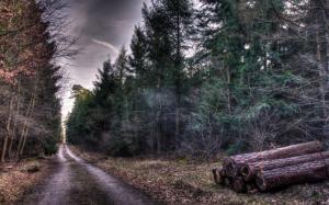 Forest, autumn, trees, road, wood wallpaper thumb