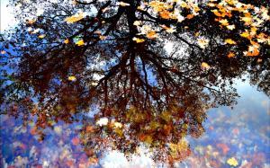 Tree Autumn Reflection Leaves HD wallpaper thumb