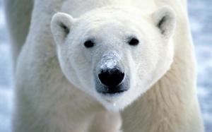 Polar bear close-up wallpaper thumb