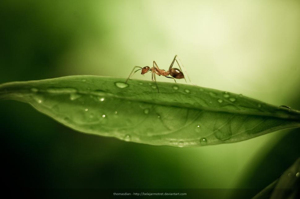 1500×1000 Leaves And Ant  Best Desktop Images wallpaper,1500x1000 wallpaper,animal wallpaper,ant wallpaper,insect wallpaper,macro wallpaper,1500x1000 wallpaper