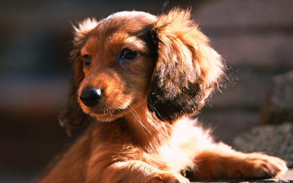 Dachshund dog, puppy, sun wallpaper,Dachshund HD wallpaper,Dog HD wallpaper,Puppy HD wallpaper,Sun HD wallpaper,2560x1600 wallpaper