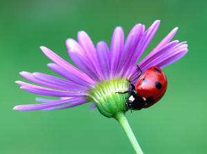 Red Beetle and flower wallpaper thumb