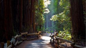 John Muir Path Through Redwoods wallpaper thumb