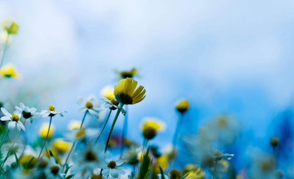 Nature Plants Yellow Flowers In Bloom wallpaper,flowers HD wallpaper,yellow HD wallpaper,4000x2440 wallpaper