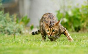Cat sneak in grass wallpaper thumb