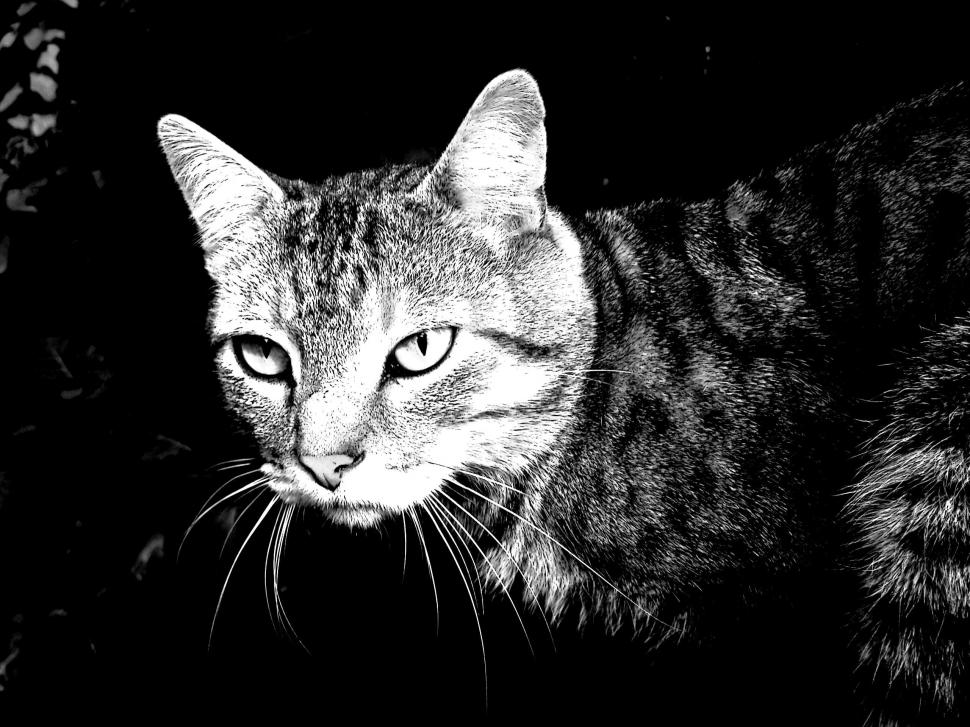 Black White Cat wallpaper,feline HD wallpaper,white HD wallpaper,black HD wallpaper,animals HD wallpaper,2560x1920 wallpaper