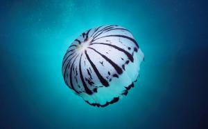 Animal, Jellyfish, Bright, Blue, Sea, Photography wallpaper thumb