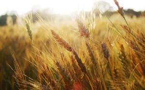 Wheat Field Macro Sunlight HD wallpaper thumb