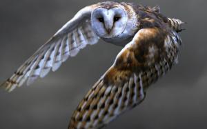 Barn owl flying wallpaper thumb
