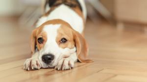Beagle, dog, stretch wallpaper thumb