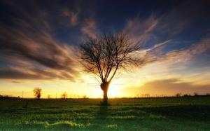 Lonely tree, grass, sunset wallpaper thumb