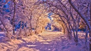 Nature Landscapes Winter Snow Christmas Sidewalk Roads Lights White Trees Desktop Images wallpaper thumb