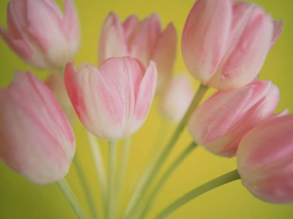 Softly pink art flowers tulips HD wallpaper,nature wallpaper,flower wallpaper,flowers wallpaper,art wallpaper,tulips wallpaper,1024x768 wallpaper