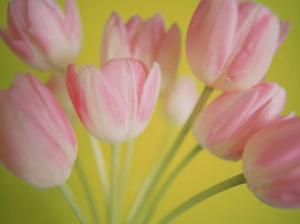 softly pink art flowers tulips HD wallpaper thumb