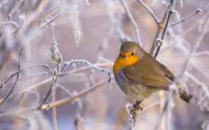 Bird in the cold winter wallpaper thumb