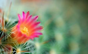 Cactus flower wallpaper thumb