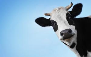 Cow, head, face wallpaper thumb