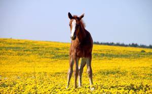 Horse In Yellow Field wallpaper thumb