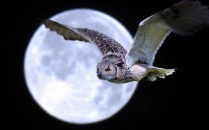 Owl flight under moon wallpaper thumb