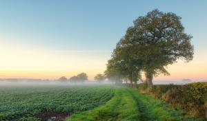 Morning field with trees wallpaper thumb