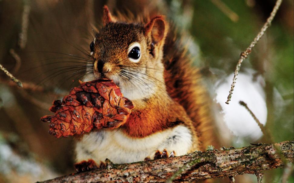 Cute Little Squirrel wallpaper,squirrel HD wallpaper,2560x1600 wallpaper