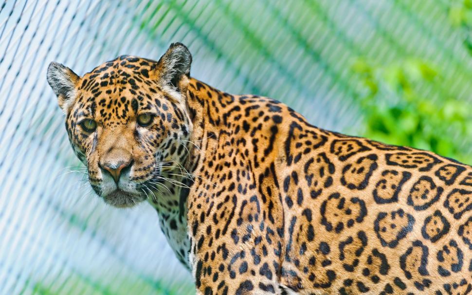 Animals close-up, jaguar, predators, look wallpaper,Animals HD wallpaper,Jaguar HD wallpaper,Predators HD wallpaper,Look HD wallpaper,2560x1600 wallpaper