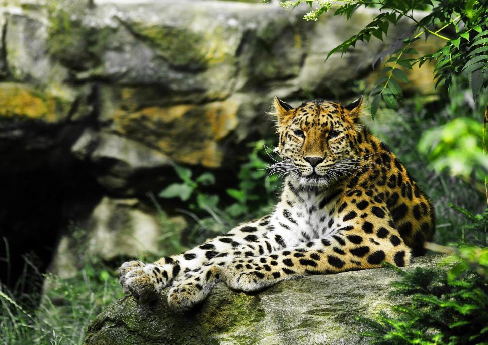 Leopard look wallpaper,look HD wallpaper,wild cat HD wallpaper,leopard HD wallpaper,ravenous HD wallpaper,2048x1449 wallpaper