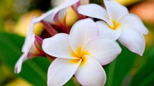 Hawaiian Flowers wallpaper thumb