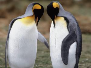 Tuxedo Check King Penguins wallpaper thumb