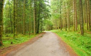 Forest Trees Nature Roads High Resolution Pictures wallpaper thumb