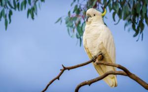 Parrot Branch Cockatoo Free Background wallpaper thumb