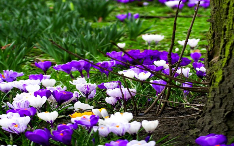Spring Flowers In Purple White wallpaper,spring HD wallpaper,nature HD wallpaper,purple HD wallpaper,white HD wallpaper,flowers HD wallpaper,nature & landscapes HD wallpaper,1920x1200 wallpaper