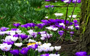 Spring Flowers In Purple White wallpaper thumb