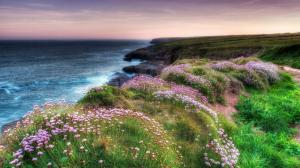 Wonderful Flowers On A Rocky Seacoast Hdr wallpaper thumb