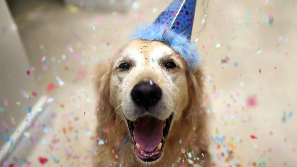 Golden Retriever Birthday Celebretion wallpaper,Dog HD wallpaper,1920x1080 wallpaper