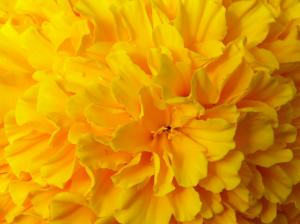 Yellow Flower, Nature, Fresh, Macro wallpaper thumb