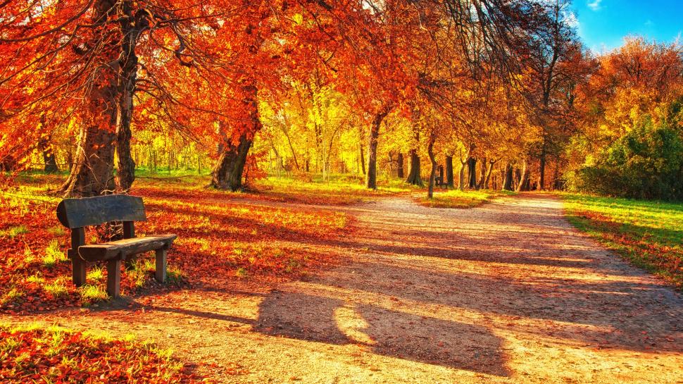 Autumn park, red leaves, wood bench, sunlight wallpaper,Autumn HD wallpaper,Park HD wallpaper,Red HD wallpaper,Leaves HD wallpaper,Wood HD wallpaper,Bench HD wallpaper,Sunlight HD wallpaper,2560x1440 wallpaper