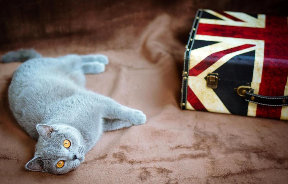 *** British cat *** wallpaper,cats HD wallpaper,british HD wallpaper,animals HD wallpaper,animal HD wallpaper,2000x1280 wallpaper